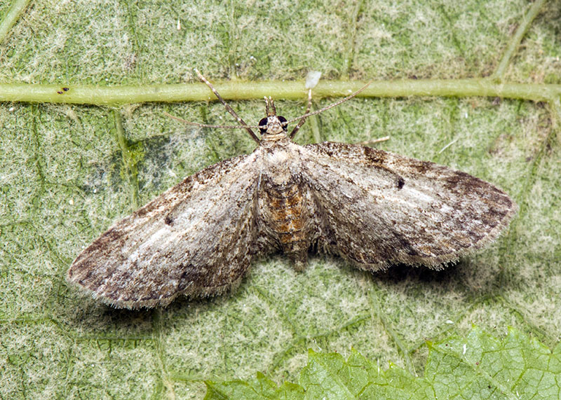 Geometridae